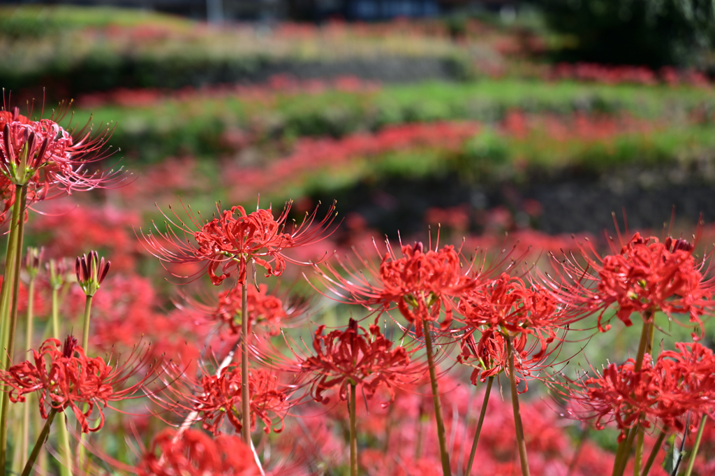 紅秋の群華