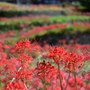 紅秋の群華
