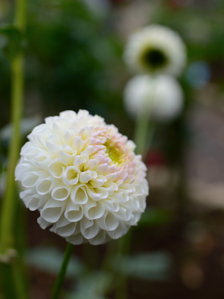 神代植物公園№14-137