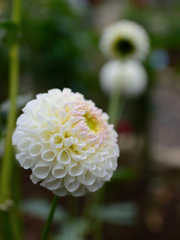 神代植物公園№14-137