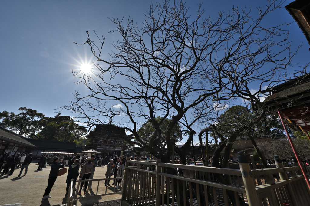 太宰府天満宮_04