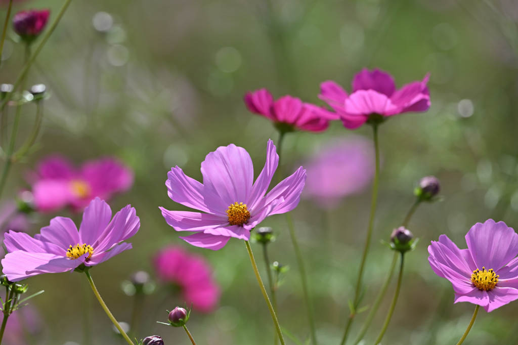 水中花の如く