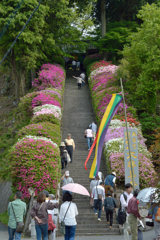 つつじ_大興善寺_01