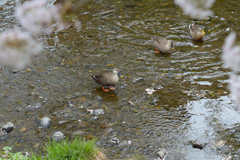 カモ_野川