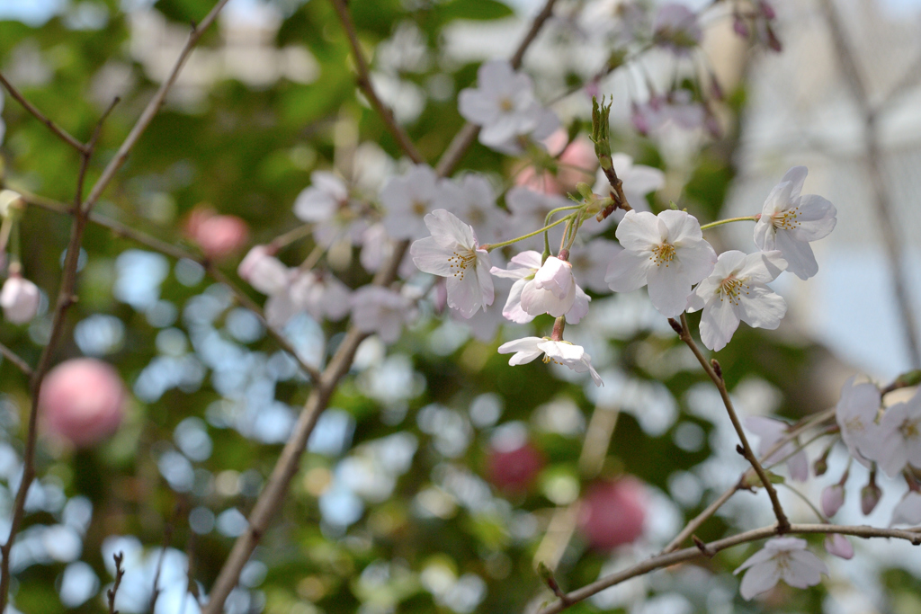 桜_NYC_05