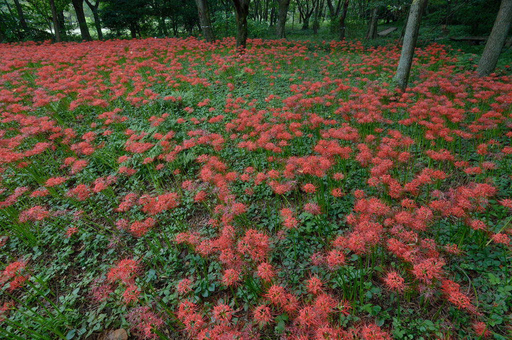 野川観察園_11