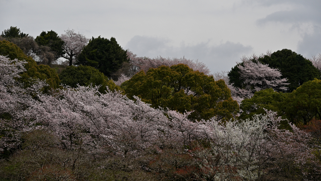 深緑桜彩