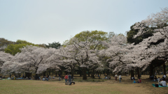 桜・代々木公園#1