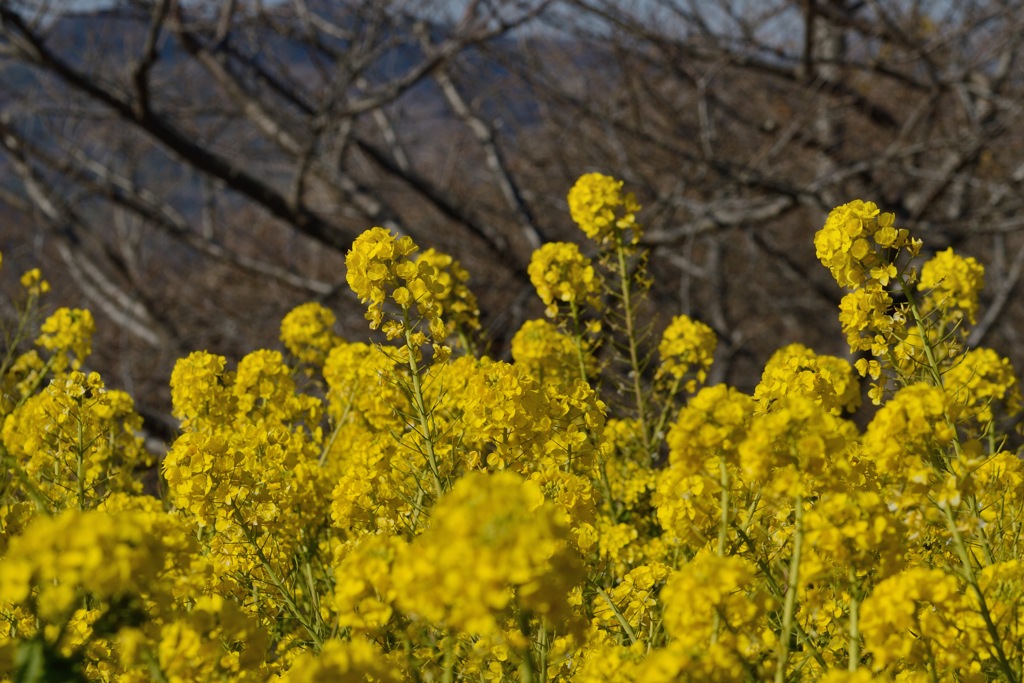 吾妻山公園_10