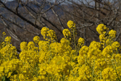 吾妻山公園_10