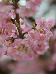 河津桜_代々木公園_14