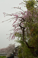 桃_野川