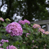 紫陽花_#9
