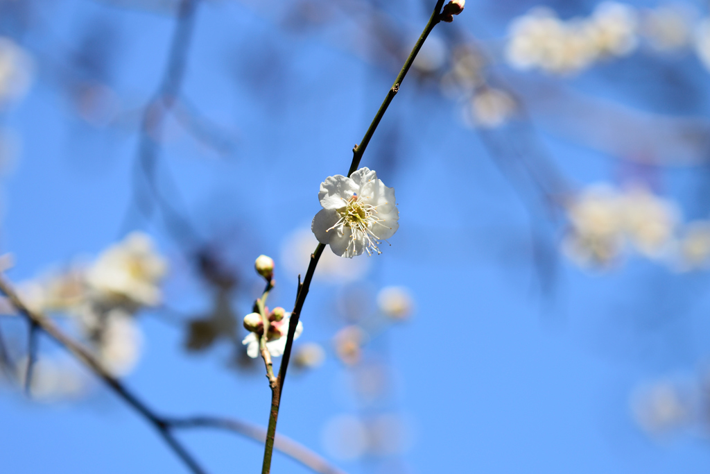 梅_谷保天神_01
