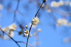 梅_谷保天神_01