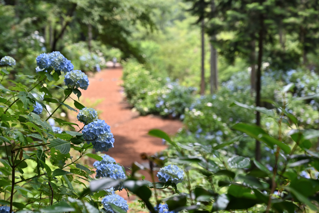 南沢あじさい山_06