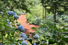南沢あじさい山_06