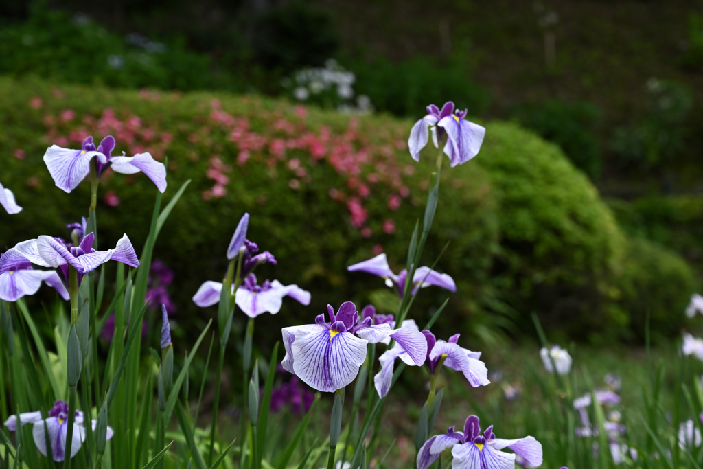 花しょうぶ_03