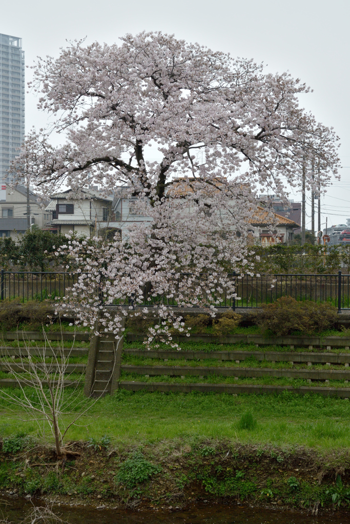 桜_野川_07