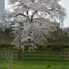 桜_野川_07