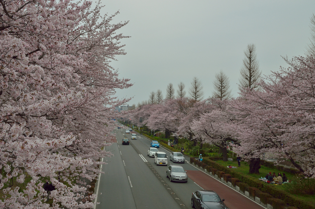 大学通り9