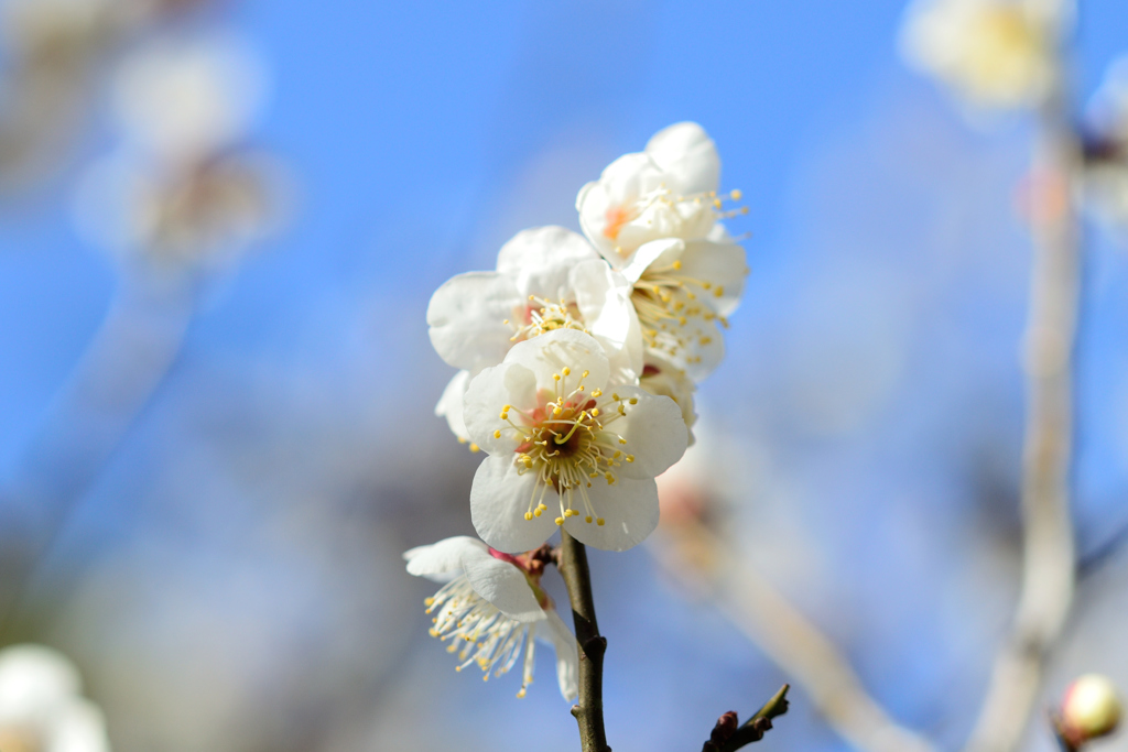 梅_谷保天神_09