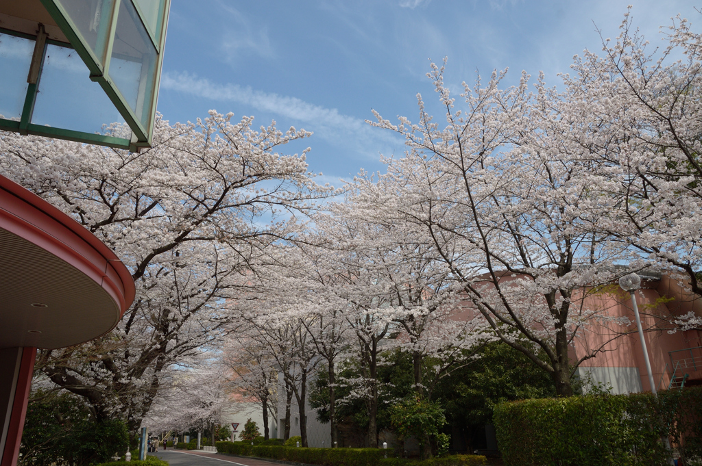 桜・NYC#5