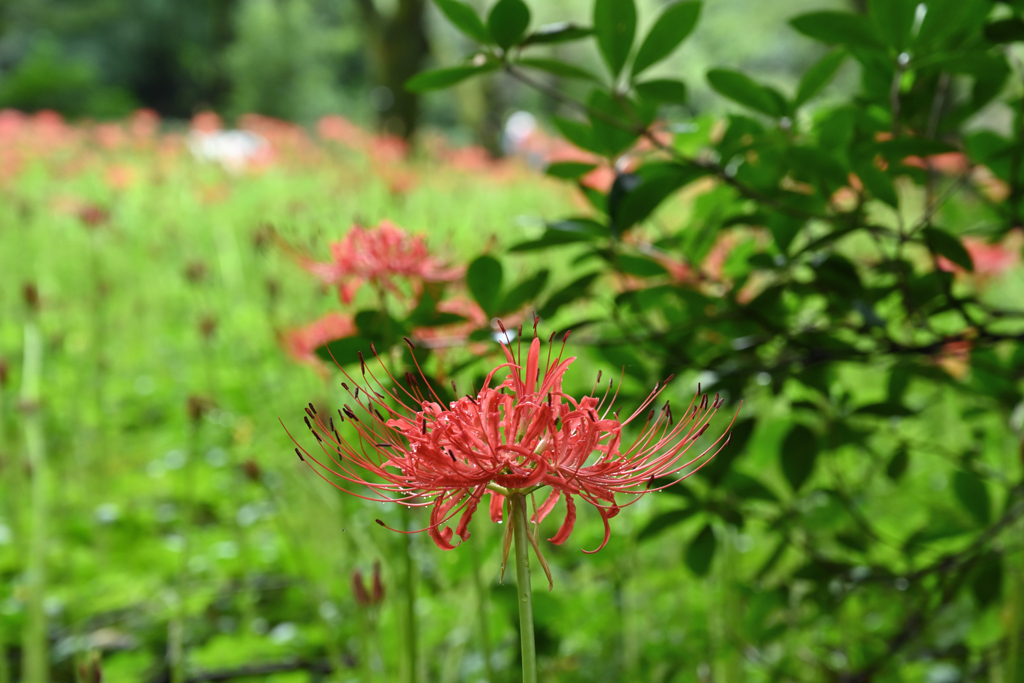 曼珠沙華_03