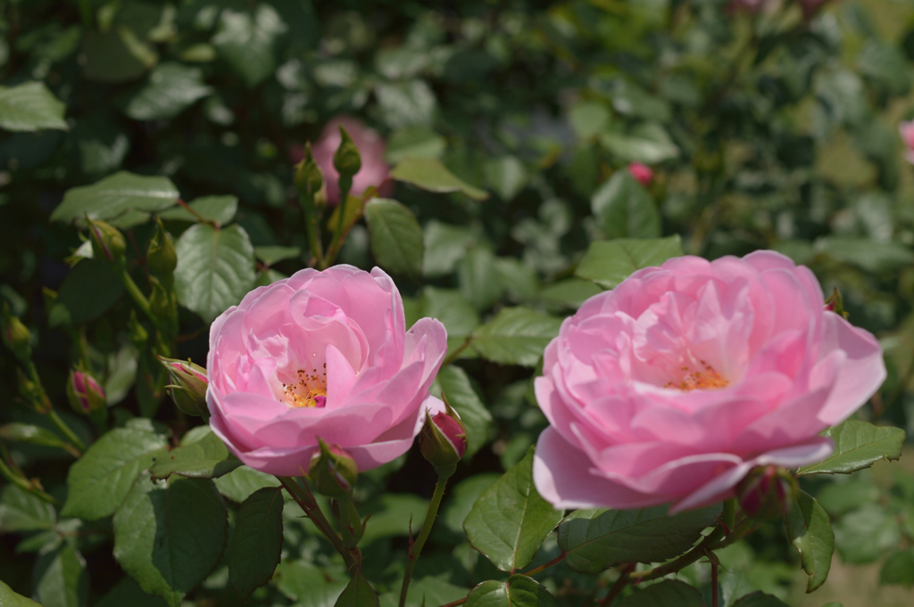 薔薇_2