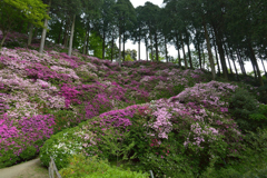 つつじ_大興善寺_19