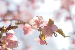 河津桜_代々木公園_17