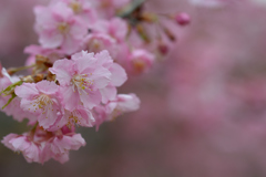 河津桜_代々木公園_07