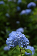 南沢あじさい山_12