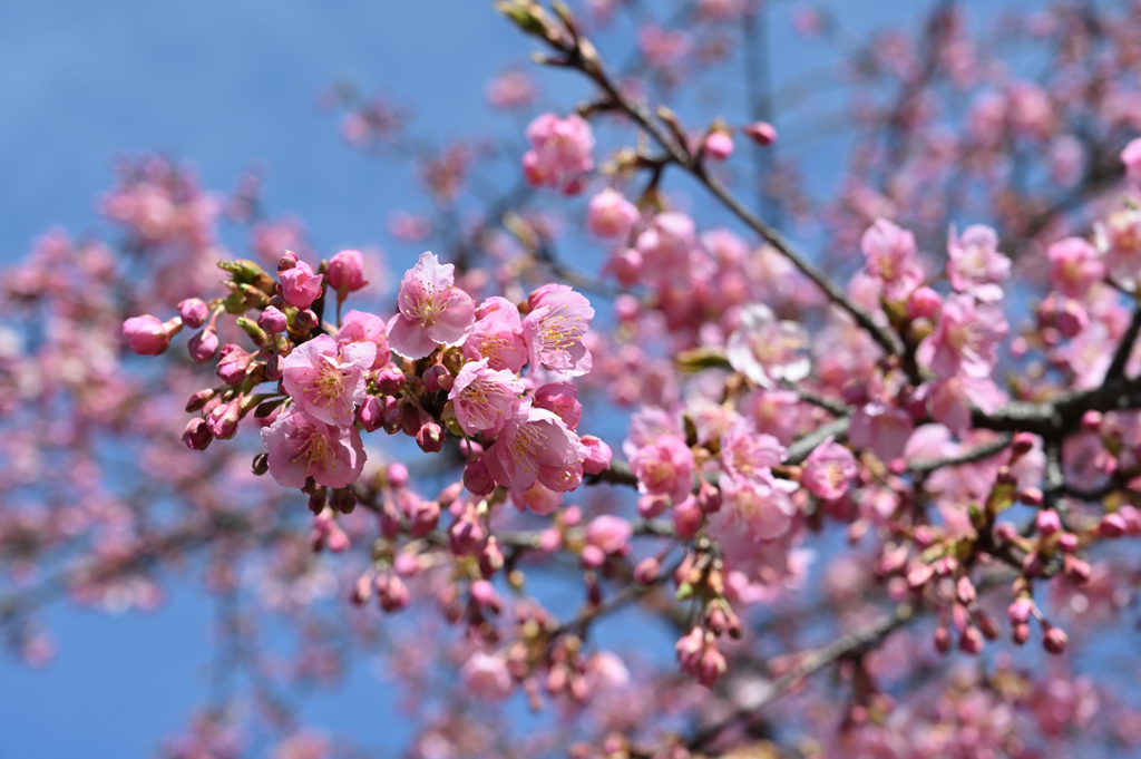 代々木公園_河津桜_02