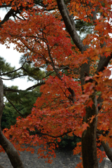 皇居乾通り_05