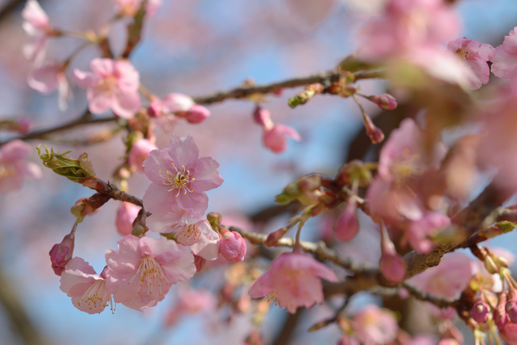 河津桜_代々木公園_19