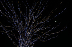 昭和記念公園W.V.I.2015_08