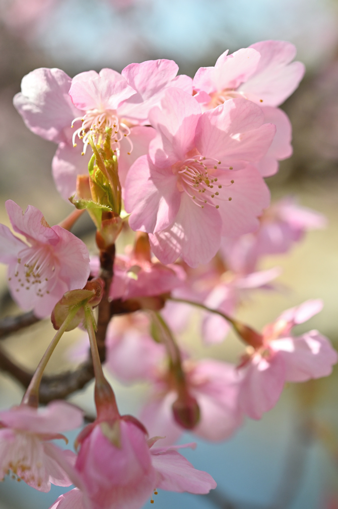 凛と桜立つ