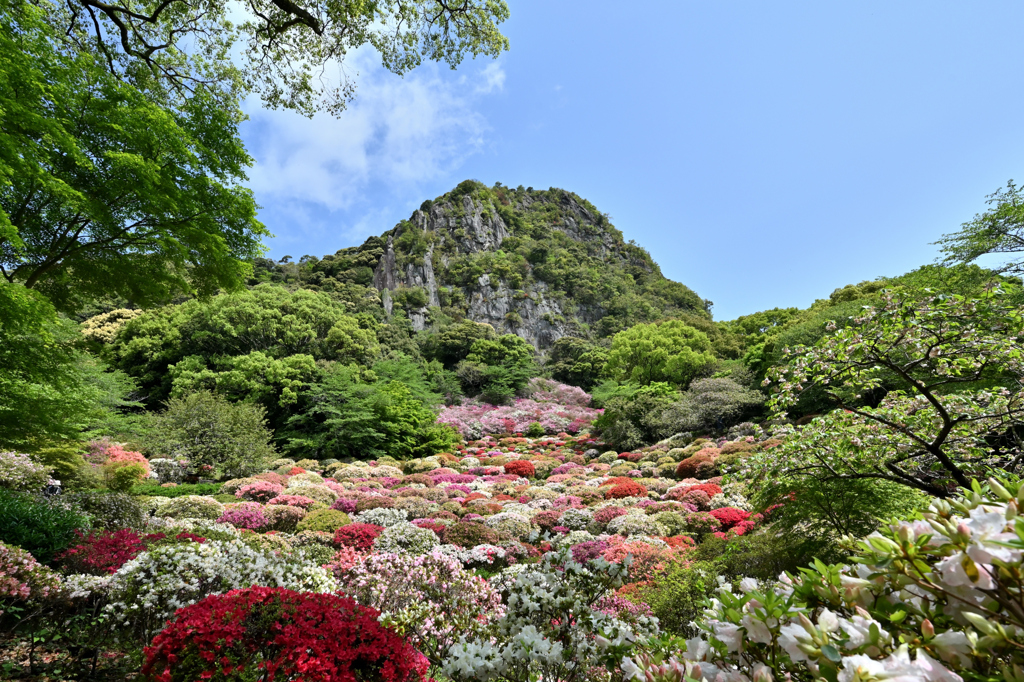 春躑躅河