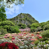 春躑躅河