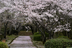 桜色の小径