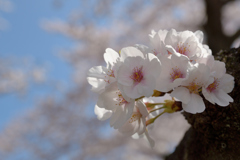 桜・多摩川#3