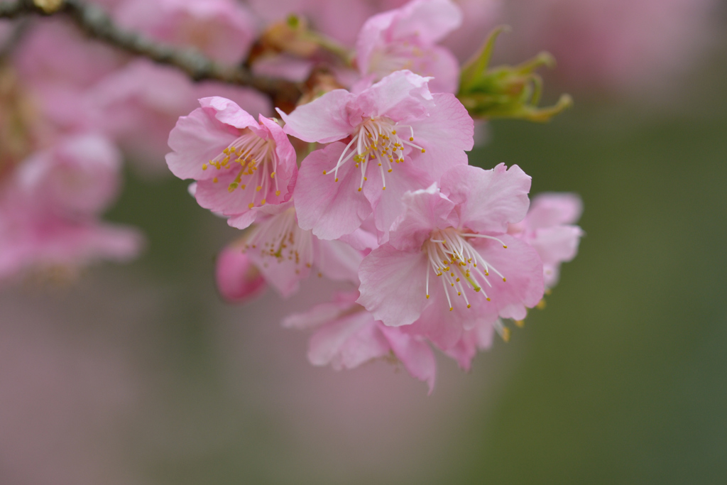 河津桜_代々木公園_09