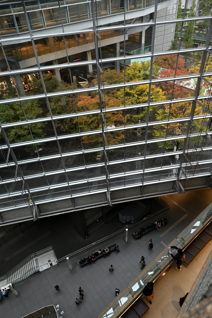 東京国際フォーラム　雨の紅葉