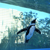 天空のペンギン# 01