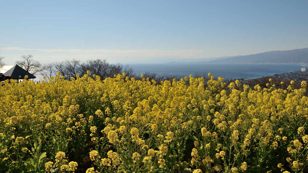 吾妻山公園_06