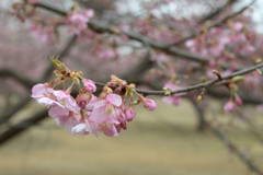 河津桜_05_代々木公園