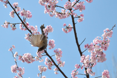 ヒヨドリ&桜_01