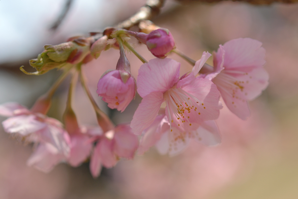 河津桜_代々木公園_18