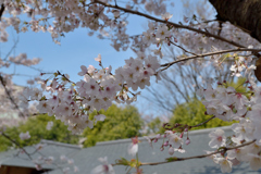 桜_桜花亭_03